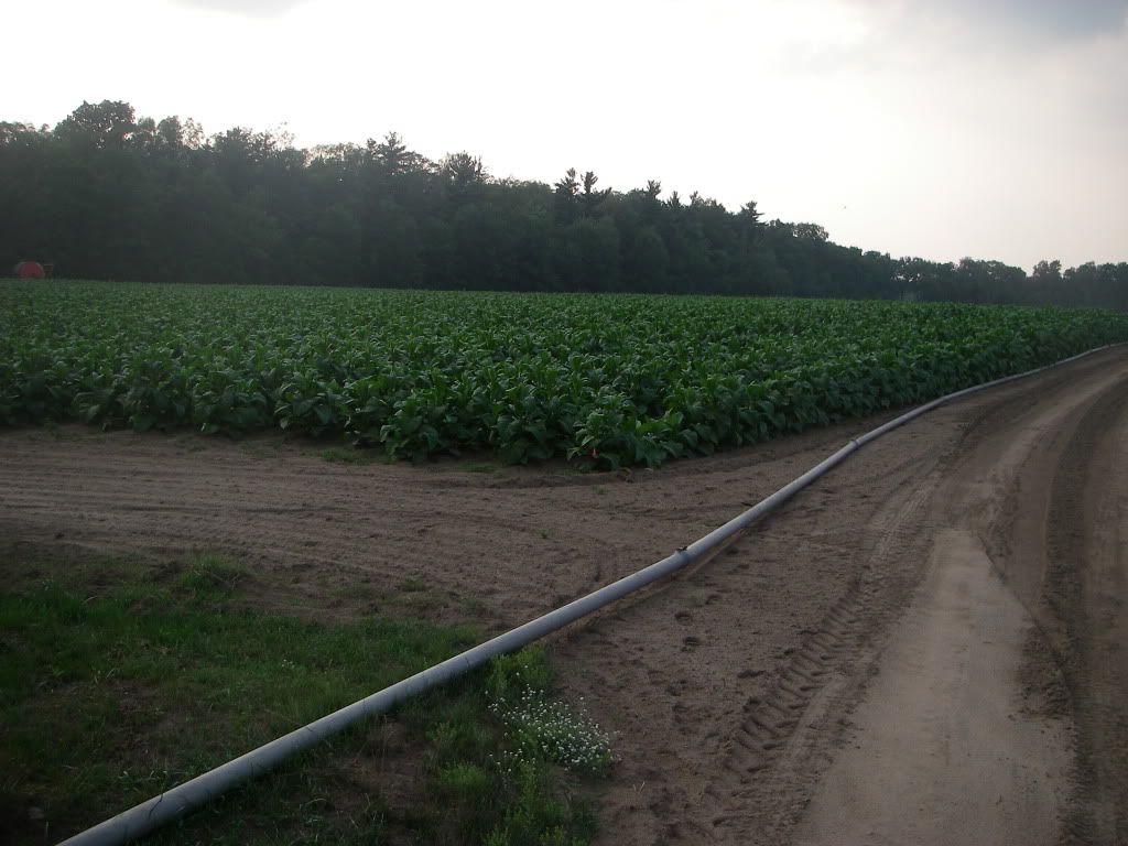 IMGP1806.jpg