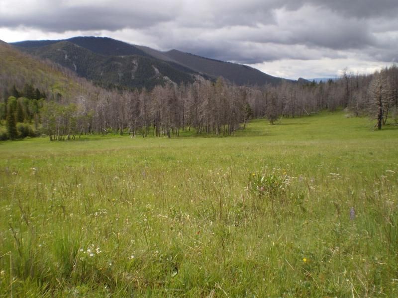 bearprairie_zps276b7098.jpg