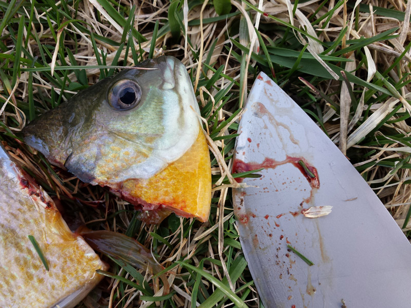 Busse_FSH_BluegillBaitCut_02.jpg
