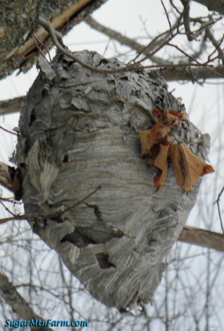 PaperWaspNest5017w.jpg