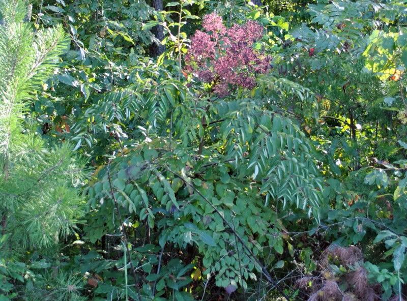 DSC_2846cropped.jpg