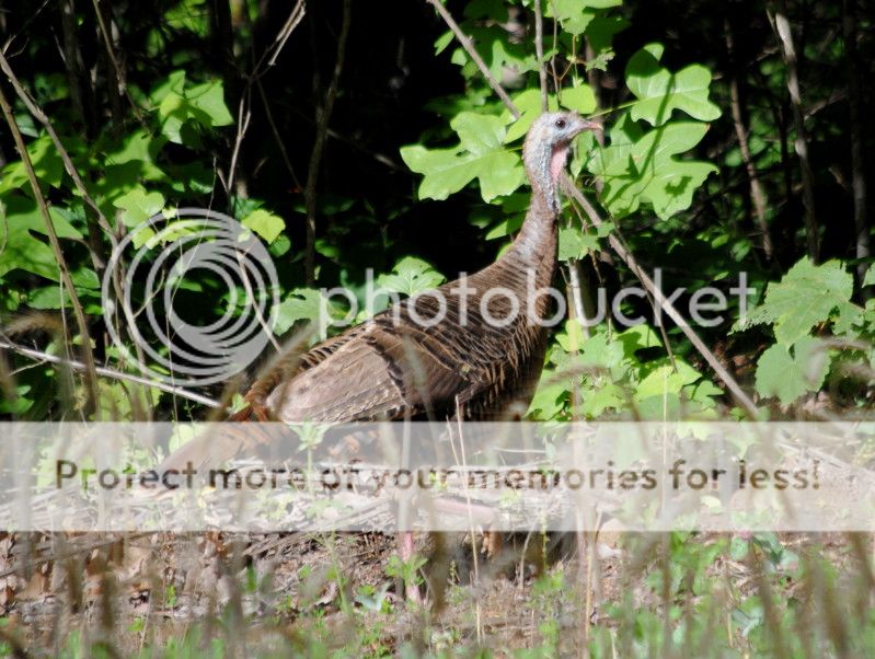 DSC_9865.jpg