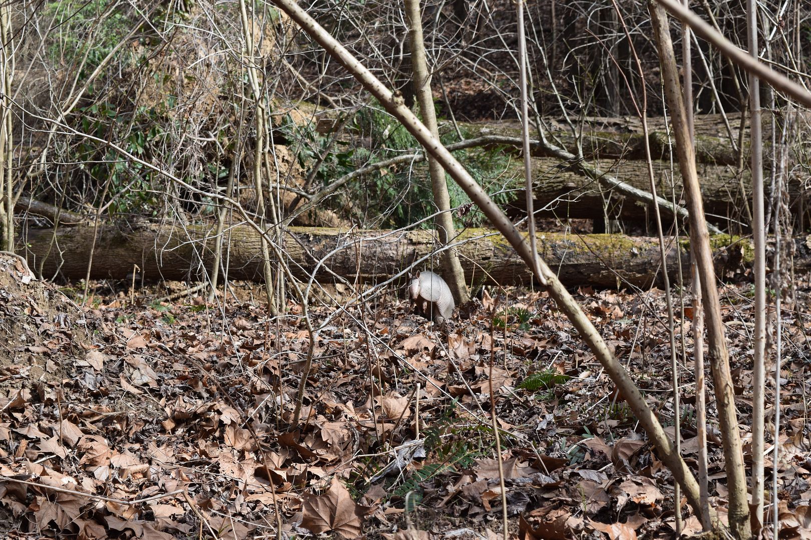 DSC_0021_zpsgargt5ak.jpg