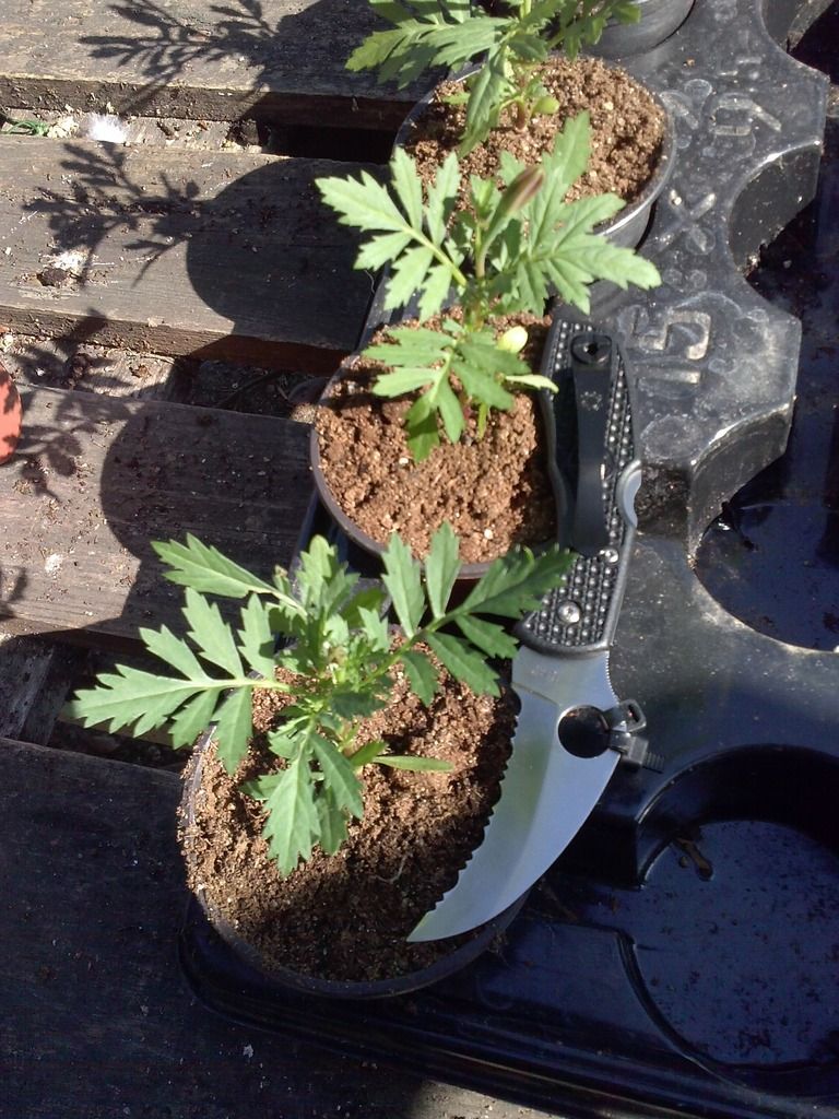 CAM01040_zpsiinsr3gz.jpg