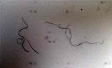 hair_whittling.jpg