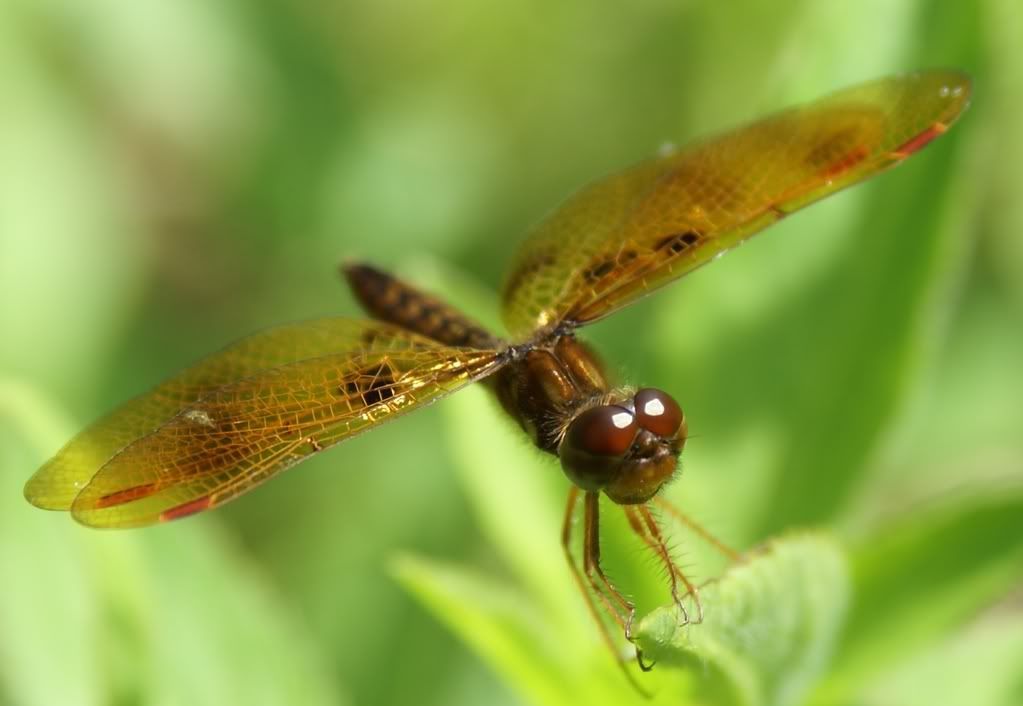 DSC03832crop.jpg