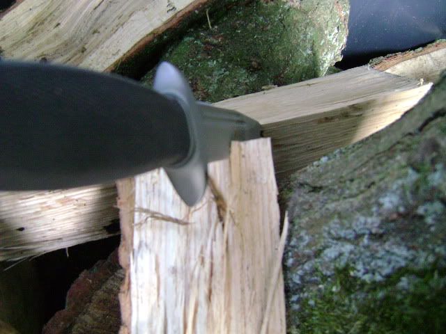 DSC01238.jpg