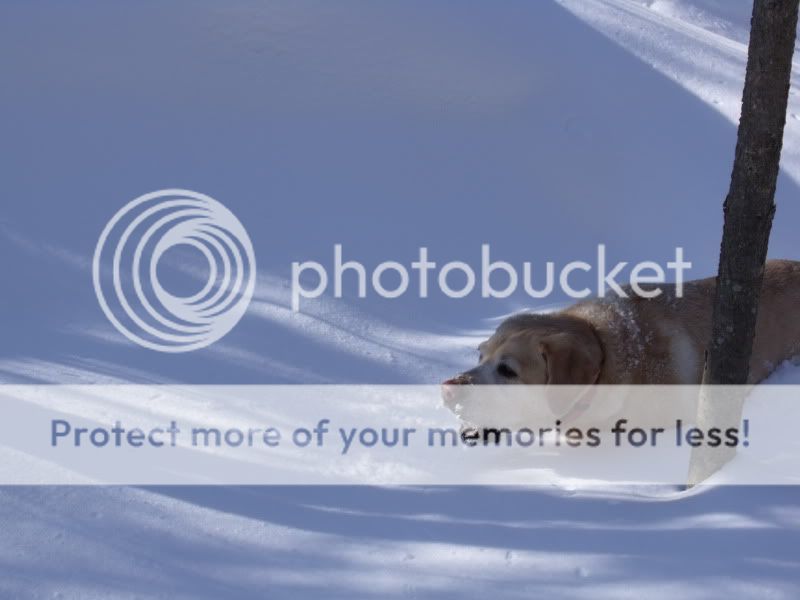 Jan30snowshoeing017.jpg