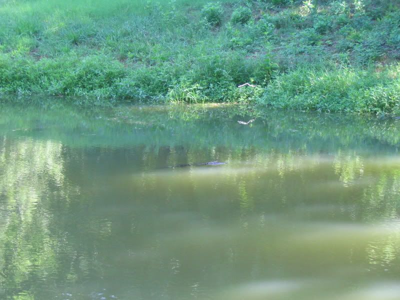 IMG_1335.jpg
