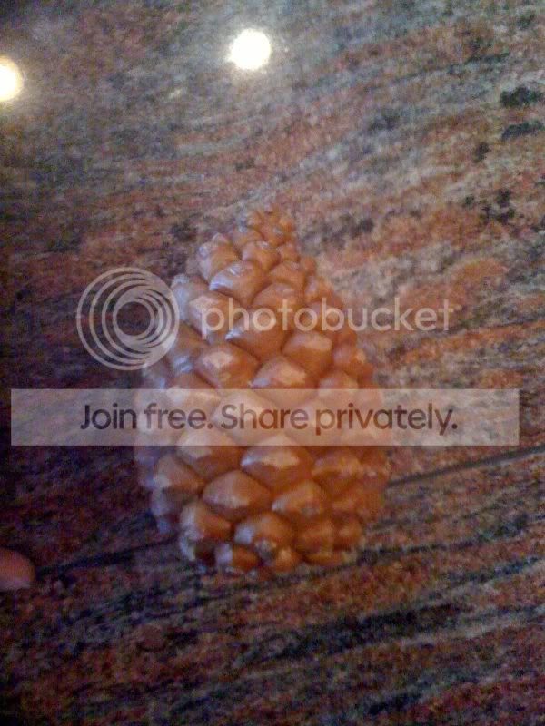 pinecone2.jpg