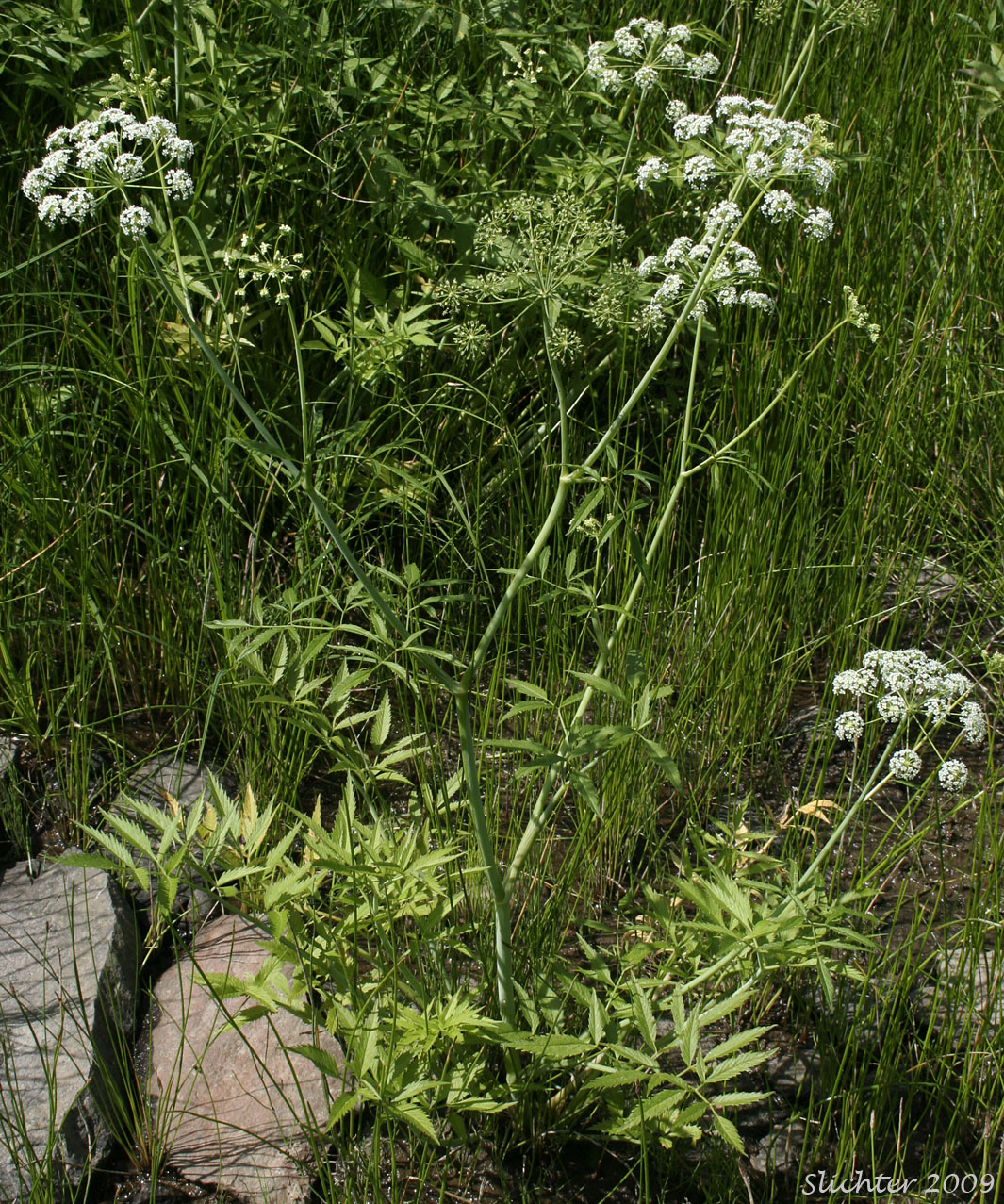 douglasii2c.jpg