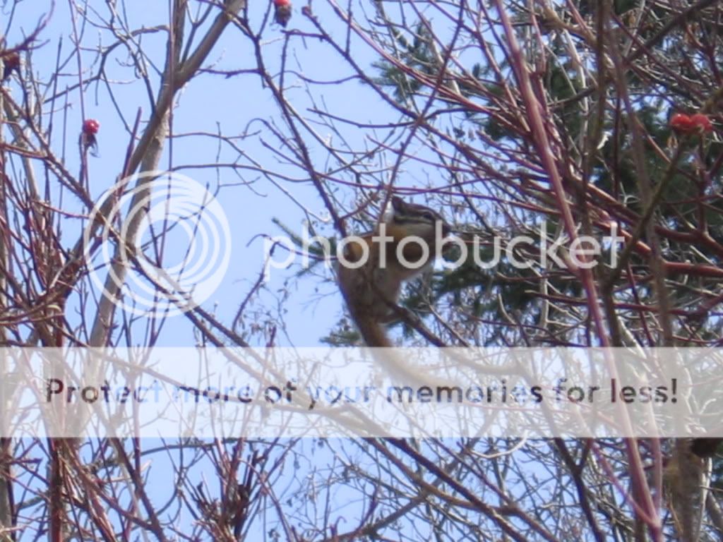 chipmunk-1.jpg