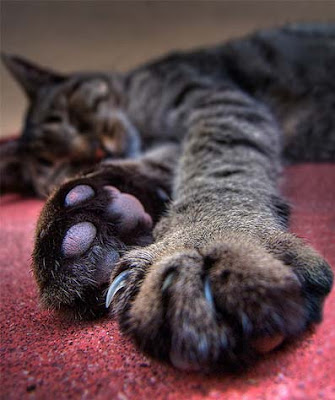 cat+claws.jpg