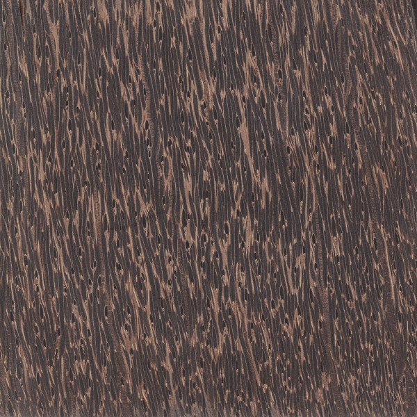 black-palm.jpg