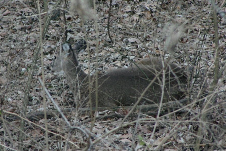 deer6_zps49bf9a26.jpg