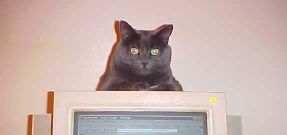 nimput2.jpg