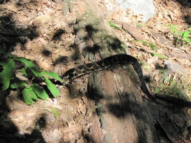 IMG_1971.jpg