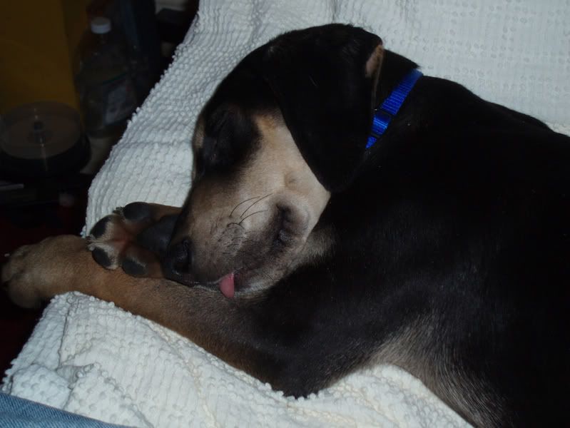 Petey03.jpg