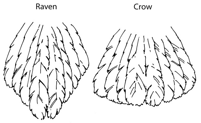 raven_vs_crow_tail_feathers_wdfw.jpg