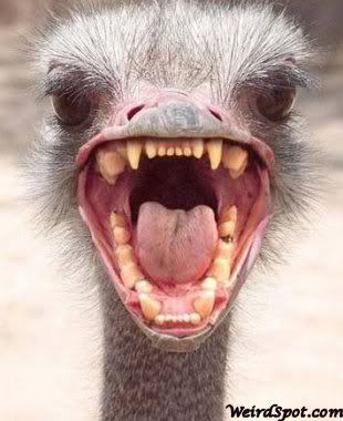 ostrich.jpg