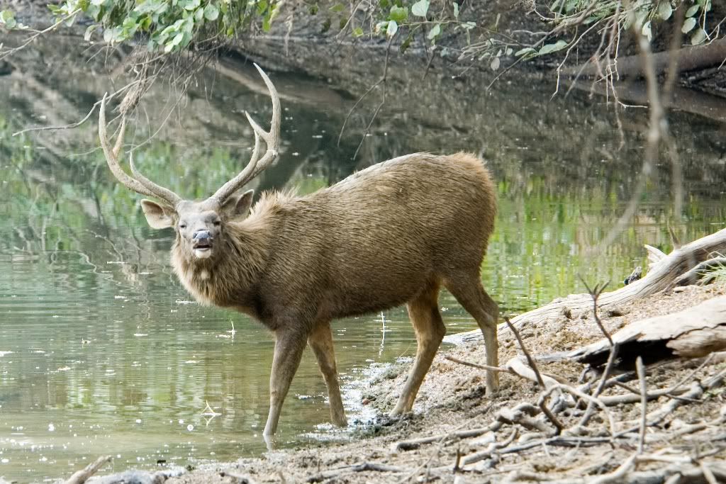 SambarDeer.jpg