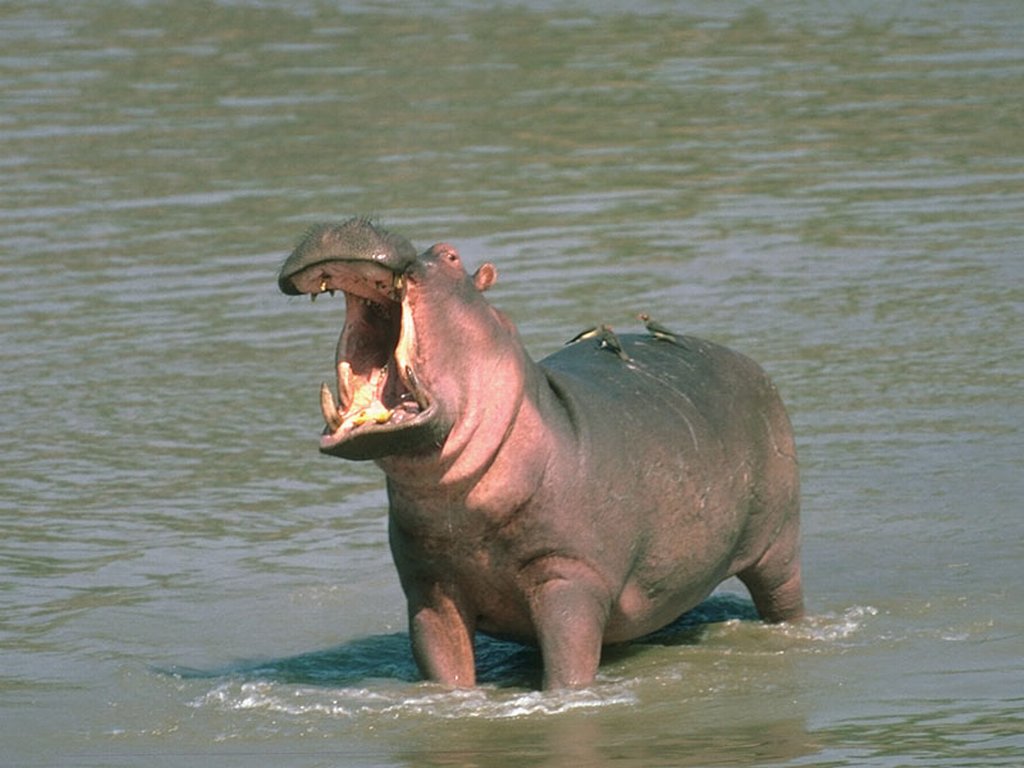 Hippopotamus+3.jpg