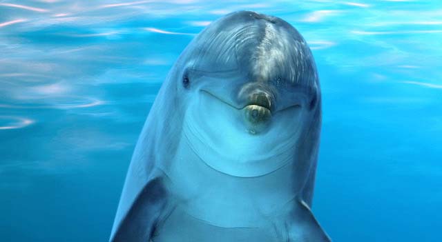 dolphin-in-water.jpg