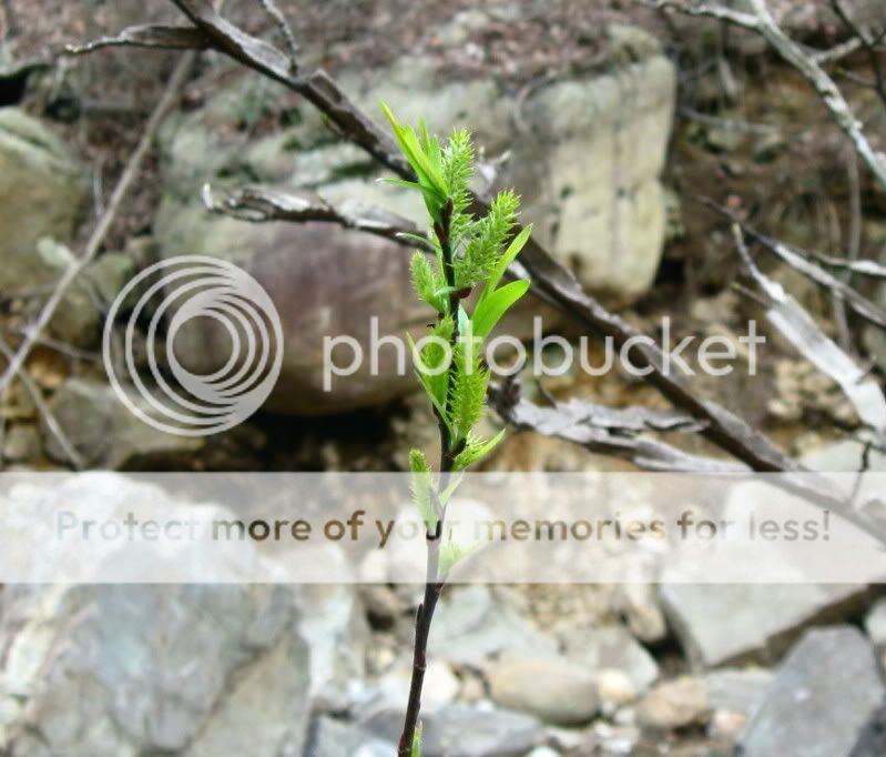 IMG_3070.jpg