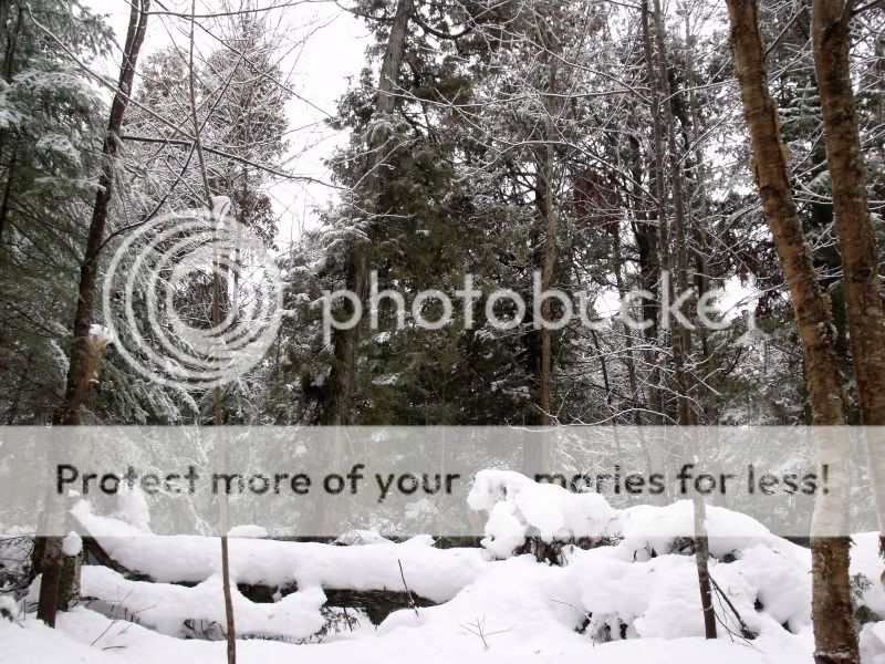 BoxingDaySnowshoeing015.jpg