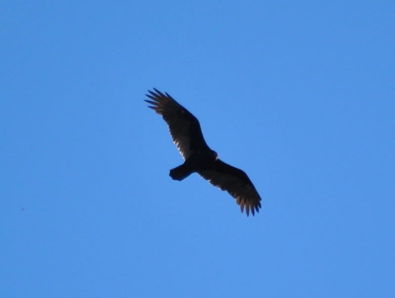 DSC_7796.jpg