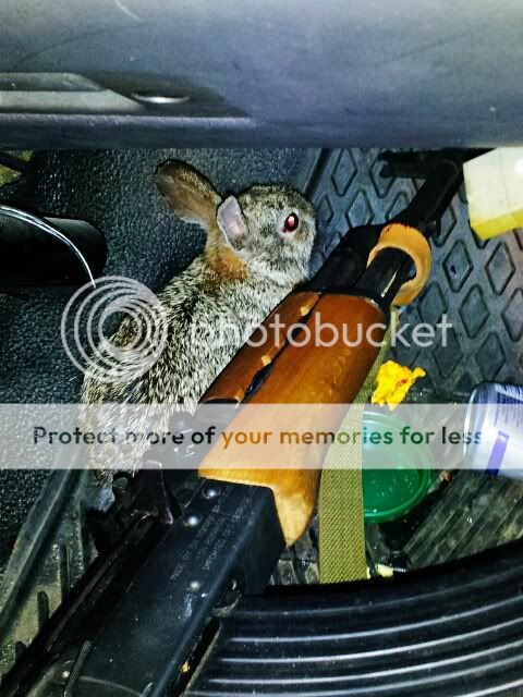 Rabbit.jpg