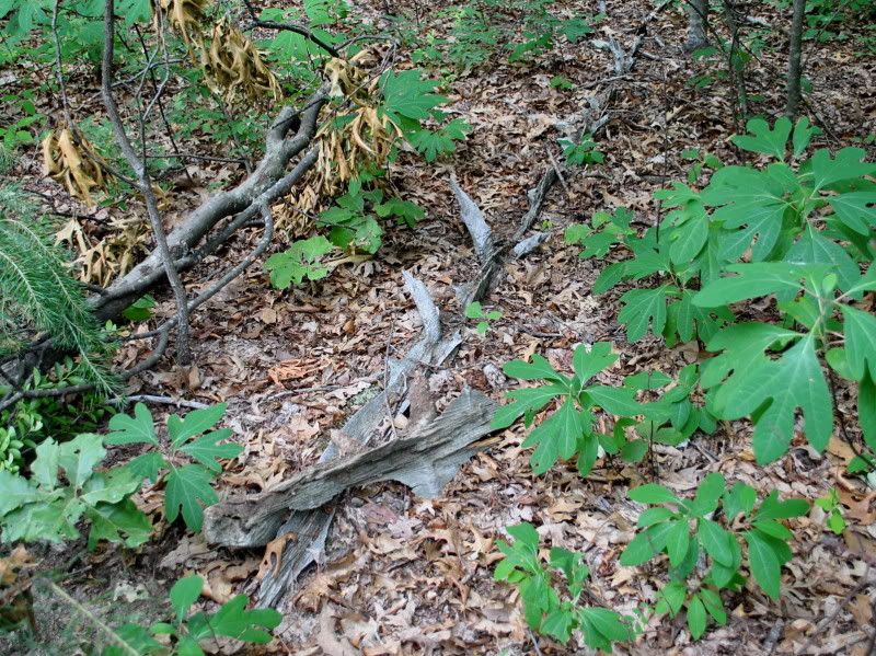 DSC_3229.jpg