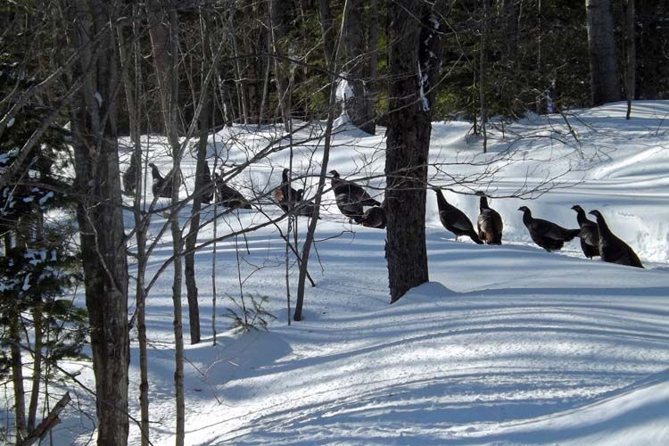 005%20WILD%20TURKEYS%20750%20MED_zpsms1tkmns.jpg