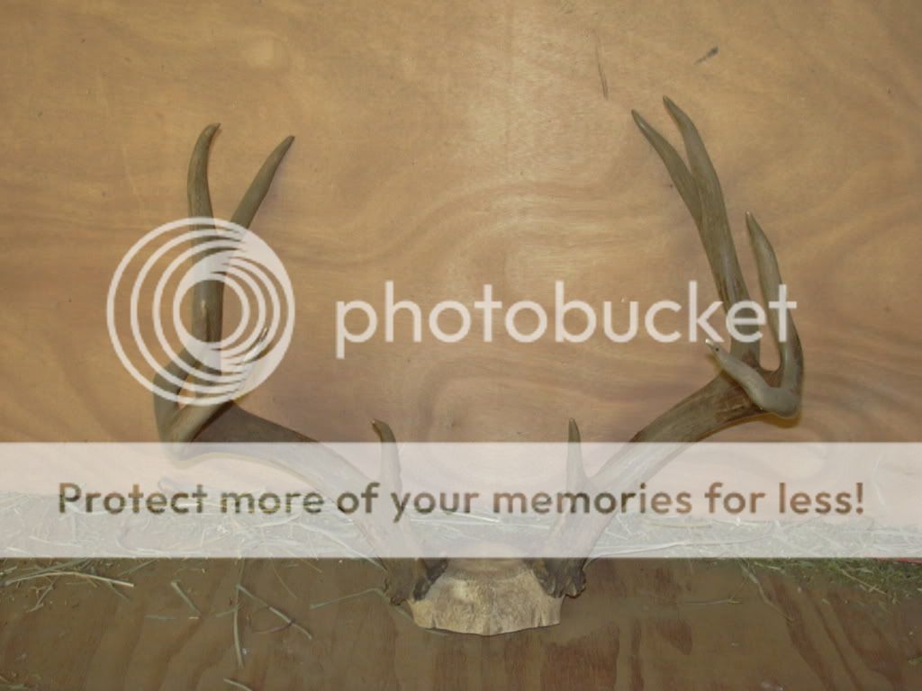 Blacktails005.jpg