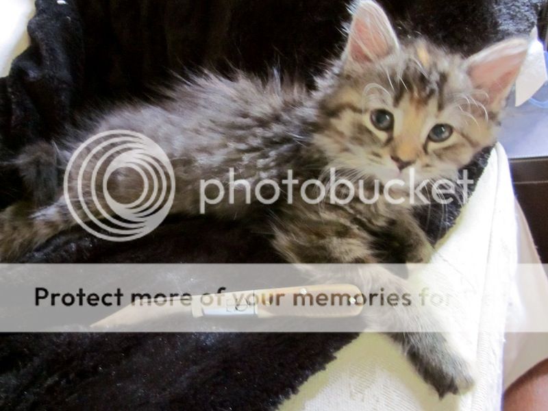 IMG_0333.jpg~original