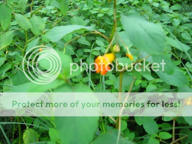 plants023.jpg