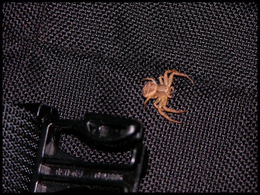 039_hitch_hiker.jpg