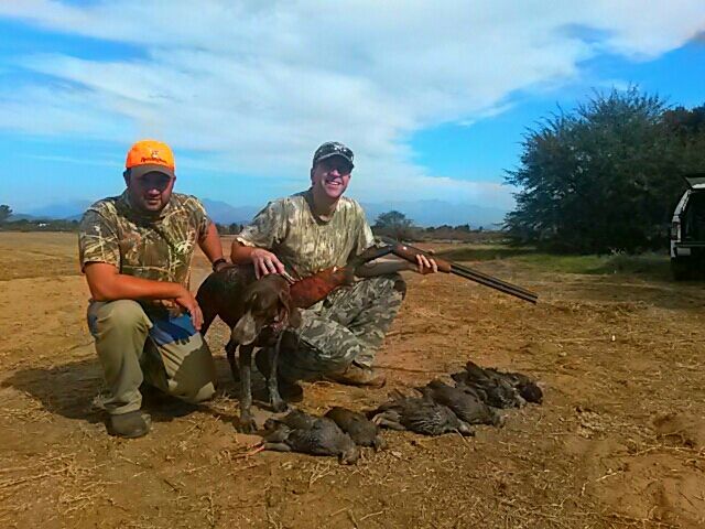 Cape%20Francolin_zpsvbpwledm.jpg