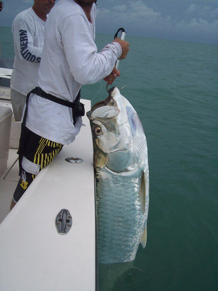 Garry%20Tarpon%20I-L.jpg