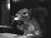 Guinnesssquirrel.jpg