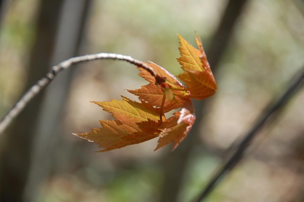 DSC_0025-6.jpg