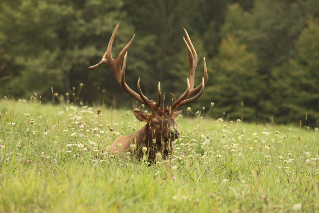 elk4.jpg