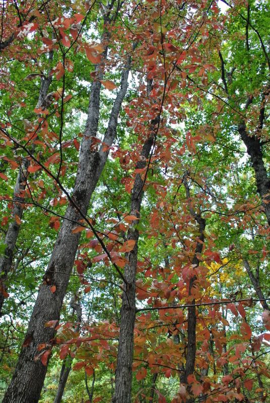 DSC_6260.jpg