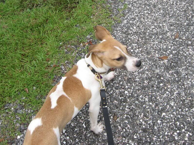 Dog002.jpg