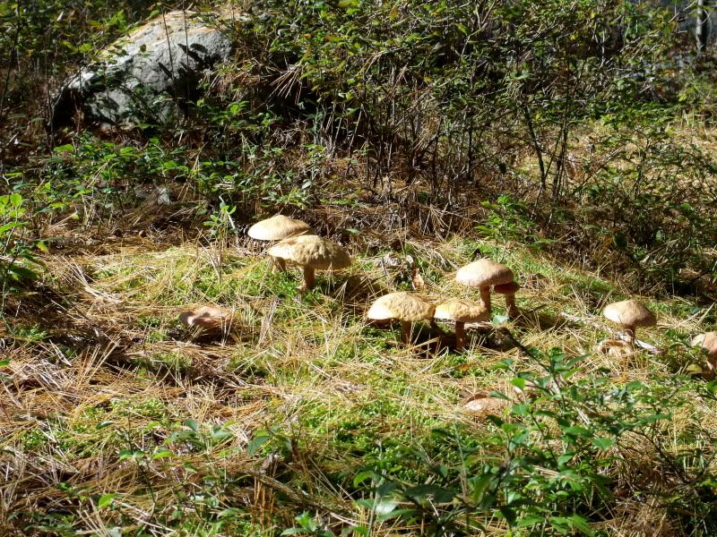 FallPetun029.jpg