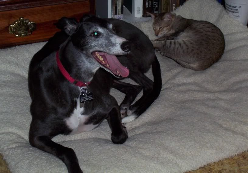 RavenandEvitaSharetheDogBed.jpg