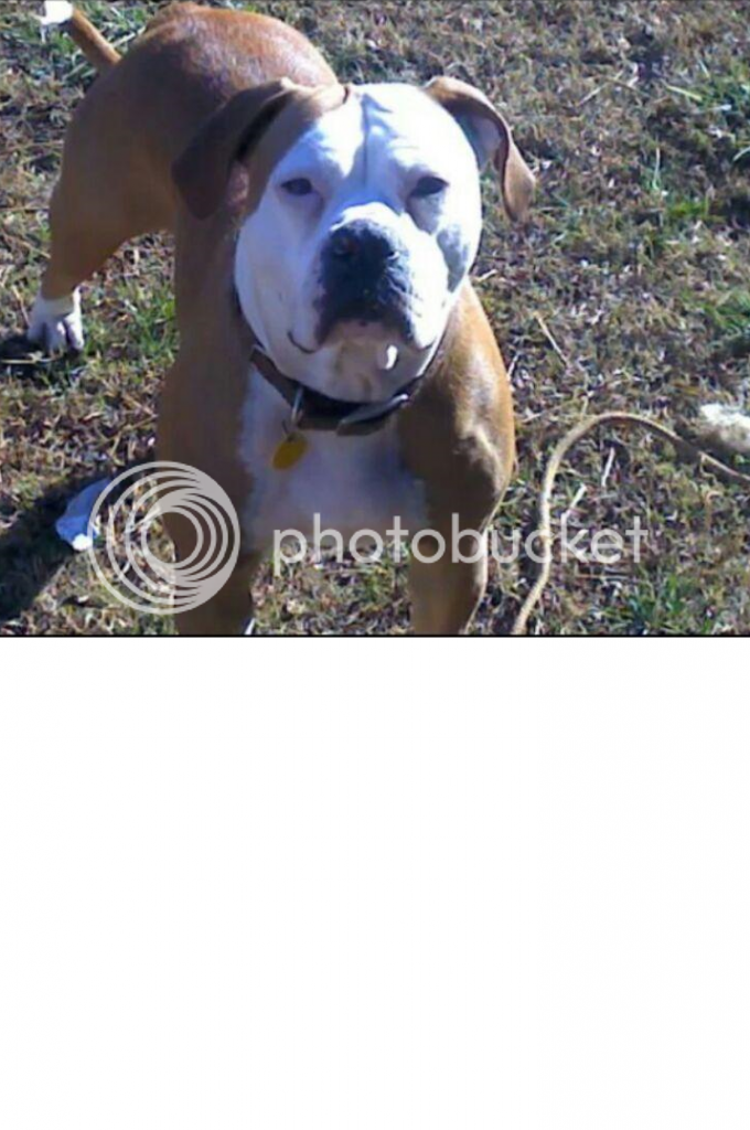 bulldogmom2_zps626804ef.png