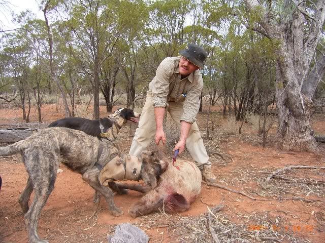 AussieRat5.jpg