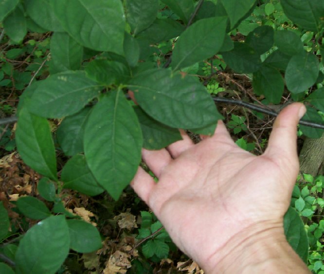 plant5.jpg