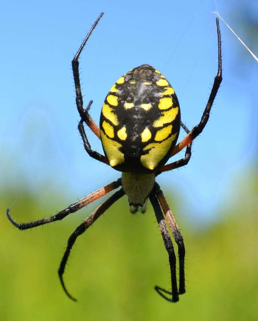 garden spider size